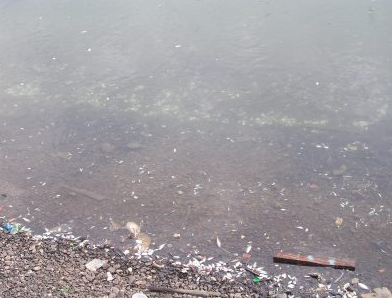 דייג באמצעות רעלים