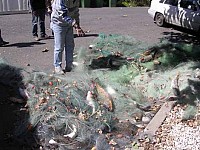 דגים מורעלים