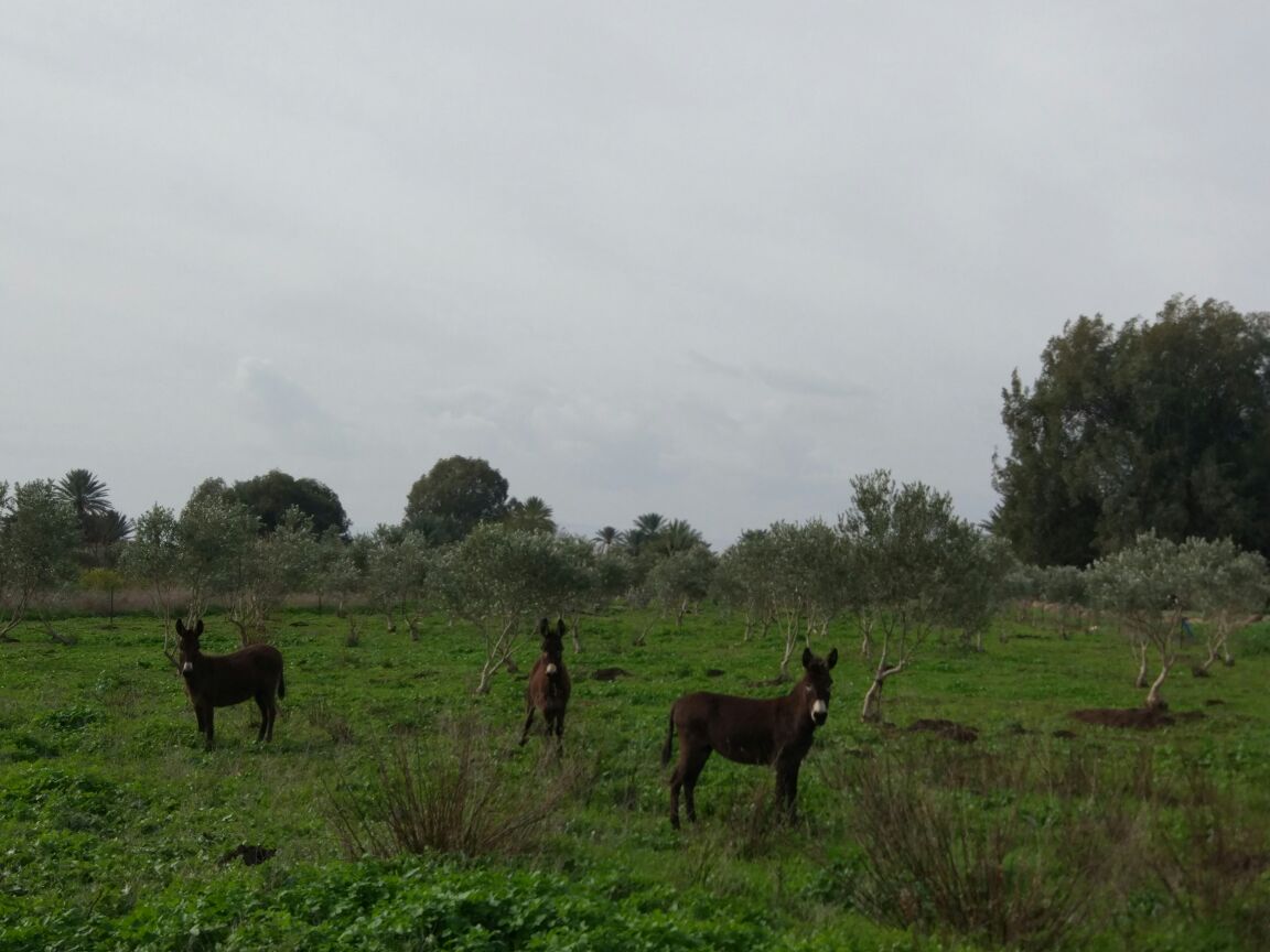 שביל סובב כינרת מקטע 5