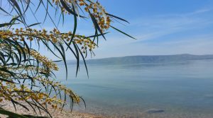 חניוני איגוד ערים כינרת ביום הכיפורים