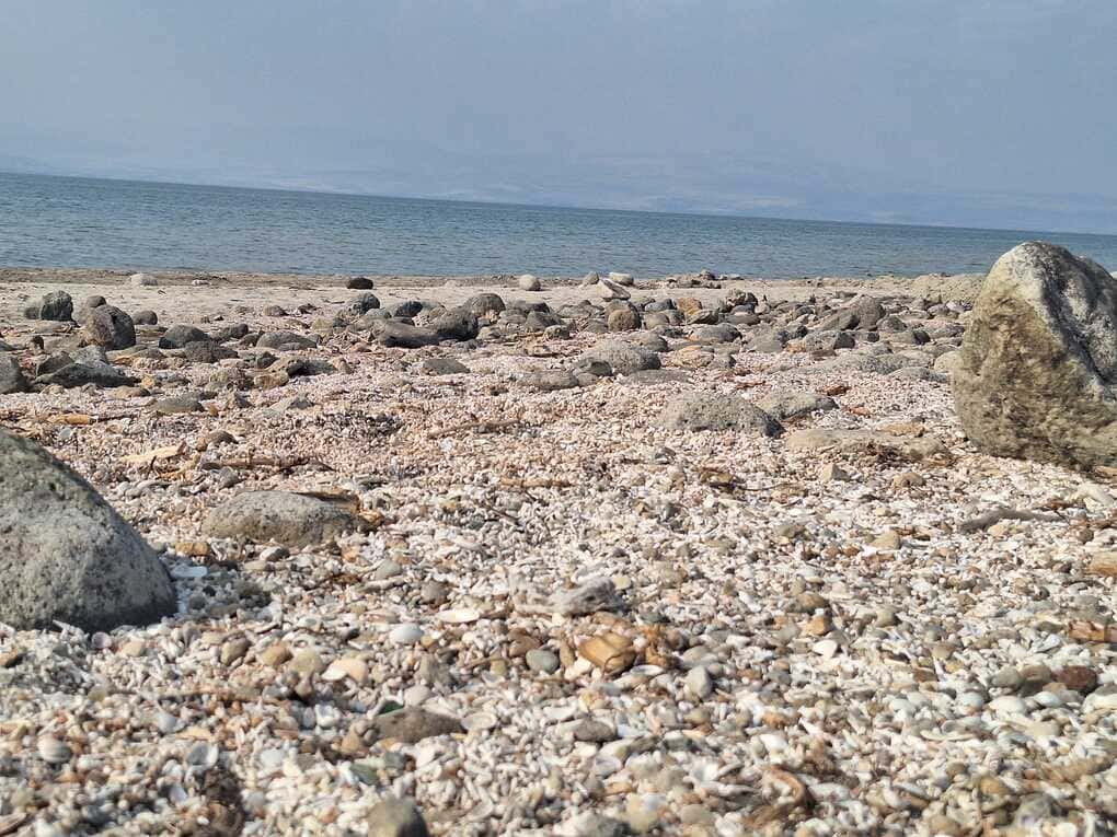 צדפות שהתייבשו ברצועת התנודות בכינרת